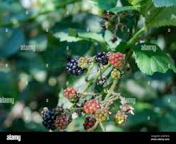 Attēlu rezultāti vaicājumam “Rubus plicatus fruit”