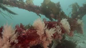 Image result for Hackney Sub Aqua Club (HSAC)