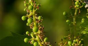 Attēlu rezultāti vaicājumam “Knautia arvensis fruit”