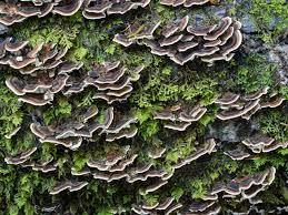 Attēlu rezultāti vaicājumam “Trametes versicolor”