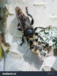 Attēlu rezultāti vaicājumam “Laphria gibbosa”