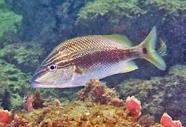 Image result for Haemulon plumierii