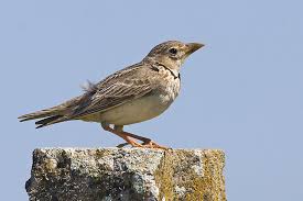 Image result for Melanocorypha calandra