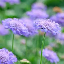 Image result for Scabiosa col.`Butterfly Blue`