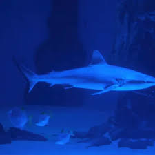 Image result for London Sharks Floorball Club