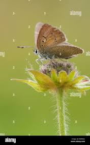 Attēlu rezultāti vaicājumam “Lycaena hippothoe female”
