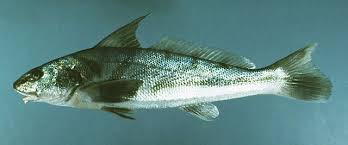 Image result for Menticirrhus littoralis