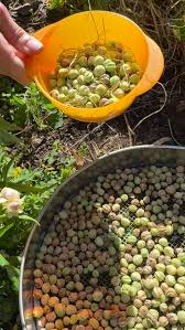 Attēlu rezultāti vaicājumam “Tropaeolum majus fruit”