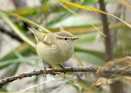 Image result for Phylloscopus humei