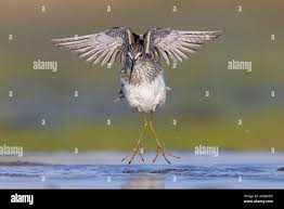 Attēlu rezultāti vaicājumam “Tringa glareola adult”