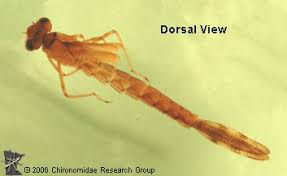 Attēlu rezultāti vaicājumam “Lestidae”