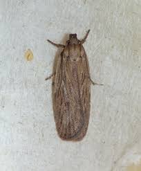 Attēlu rezultāti vaicājumam “Depressaria olerella”