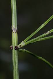 Attēlu rezultāti vaicājumam “Equisetum palustre”