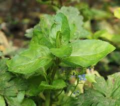 Attēlu rezultāti vaicājumam “Veronica beccabunga leaf”