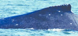 Image result for Megaptera novaeangliae