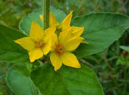 Attēlu rezultāti vaicājumam “Lysimachia punctata”