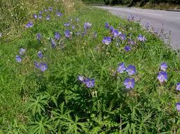 Image result for Geranium pratense
