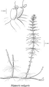 Attēlu rezultāti vaicājumam “Hippuridaceae”