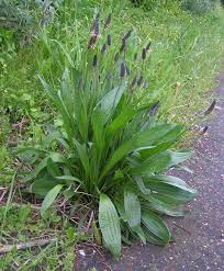 Attēlu rezultāti vaicājumam “Plantago lanceolata flower”