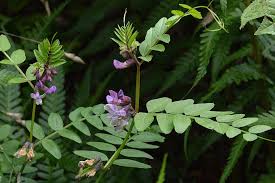 Attēlu rezultāti vaicājumam “Vicia sepium leaf”