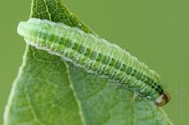 Attēlu rezultāti vaicājumam “Arge ustulata”