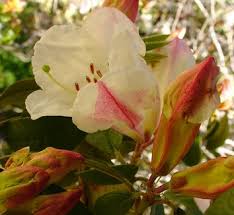 Attēlu rezultāti vaicājumam “Rhododendron sichotense flower”