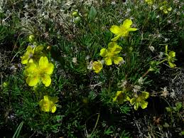 Attēlu rezultāti vaicājumam “Potentilla erecta fruit”
