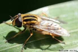 Attēlu rezultāti vaicājumam “Helophilus pendulus”