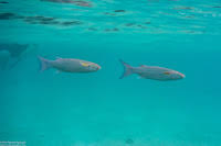 Image result for Crenimugil seheli