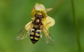 Attēlu rezultāti vaicājumam “Eupeodes corollae”