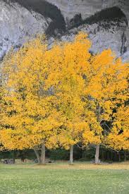 Attēlu rezultāti vaicājumam “Populus x lettland”