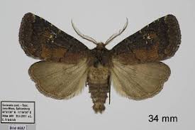 Attēlu rezultāti vaicājumam “Rusina ferruginea”