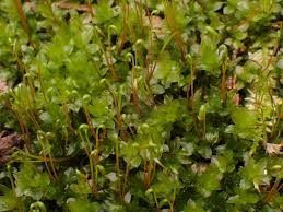 Attēlu rezultāti vaicājumam “Plagiomnium affine”