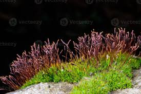 Attēlu rezultāti vaicājumam “Ceratodon purpureus sporophyte”