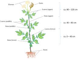 Attēlu rezultāti vaicājumam “Filipendula vulgaris fruit”
