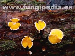 Attēlu rezultāti vaicājumam “Lachnellula willkommii”