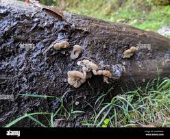 Attēlu rezultāti vaicājumam “Auricularia mesenterica”