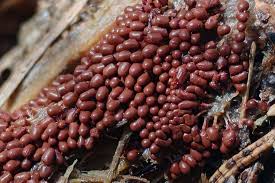 Attēlu rezultāti vaicājumam “Leocarpus fragilis spores”