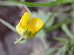 Attēlu rezultāti vaicājumam “Cystiphora sanguinea”
