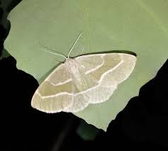 Attēlu rezultāti vaicājumam “Hylaea fasciaria”