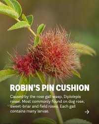 Attēlu rezultāti vaicājumam “Diplolepis rosae”