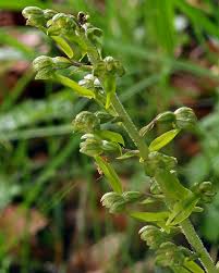 Attēlu rezultāti vaicājumam “Listera ovata”