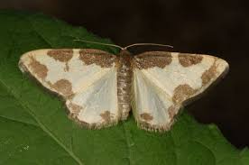 Attēlu rezultāti vaicājumam “Lomaspilis marginata”