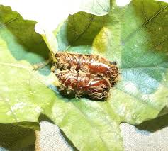 Attēlu rezultāti vaicājumam “Lymantria monacha pupa”