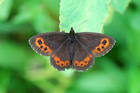 Attēlu rezultāti vaicājumam “Erebia ligea”