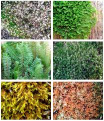 Attēlu rezultāti vaicājumam “Bryum pallens”