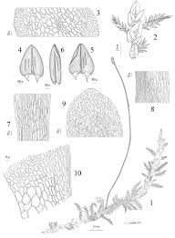 Attēlu rezultāti vaicājumam “Campylium stellatum sporophyte”