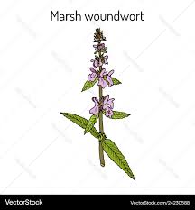 Attēlu rezultāti vaicājumam “Stachys palustris”