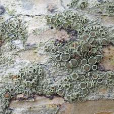 Attēlu rezultāti vaicājumam “Lecanora argentata”