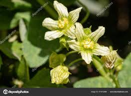 Attēlu rezultāti vaicājumam “Bryonia alba bud”